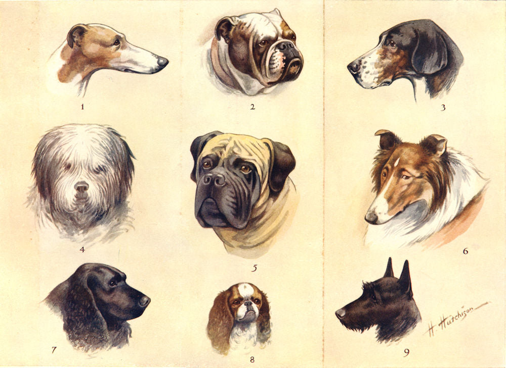 BRITISH DOGS. Greyhound Bulldog Foxhound Sheep Dog Mastiff Collie Spaniel 1912
